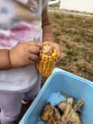 jeseni-su-milo-janje-moje-aktivnosti-jaslicke-skupine-tigrici-po-mali-princ08