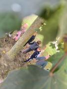 krofnice-iz-po-buducnost-u-potrazi-za-zutim-liscem08